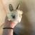 Rabbits for sale 3 thumbnail