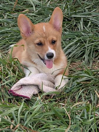 Corgi Puppies64009055517058121