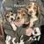 Male beagle pup 1 thumbnail