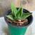 Crocodile Aloe succulent live Potted plants drought tolerant   Pick up 1 thumbnail