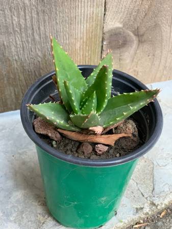Crocodile Aloe succulent live Potted plants drought tolerant   Pick up 1