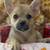 Rehoming Chihuahua Frenchie! 4 thumbnail