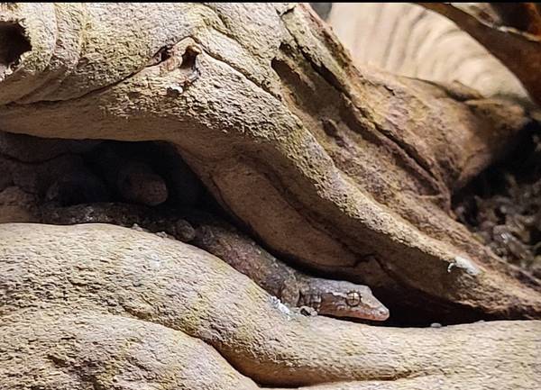 Geckos llorones tipo A $25 (Brooklyn)63950653038082124