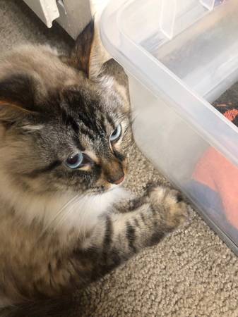 Re-homing adorable cat 1