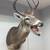 Not-Deer Taxidermy 1 thumbnail