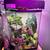 Crested geckos! 4 thumbnail