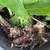 White, Yellow and Pink Hawaiian Ginger Plants 3 thumbnail