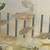 Group of congo tetras 2 thumbnail