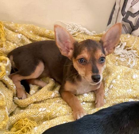5 mo old chi pup female 1
