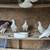Lambs, goats, cows, chickens 5 thumbnail