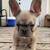 Male-French Bulldog Puppy-Lilac 1 thumbnail