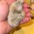 Silkie chicks 4 thumbnail