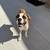 Boxer Puppy 3 thumbnail