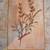 Rosemary, Lavender, Italian Parsley and Other Herb Lithographs Vintage 5 thumbnail