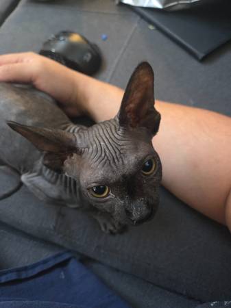 gato esfinge (Lamb y charlestone)63860185030787120