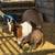 Boer x Nubian 5 month male buckling Goat 2 thumbnail