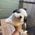 Shih Tzu 5 thumbnail