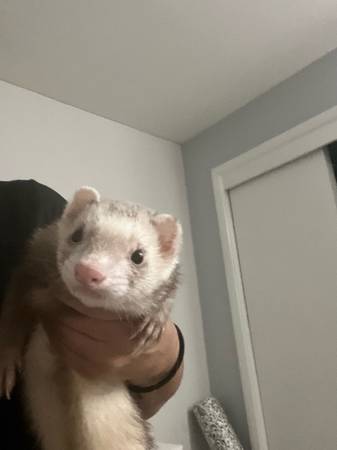 ferrets (Albuquerque)63625176093187121