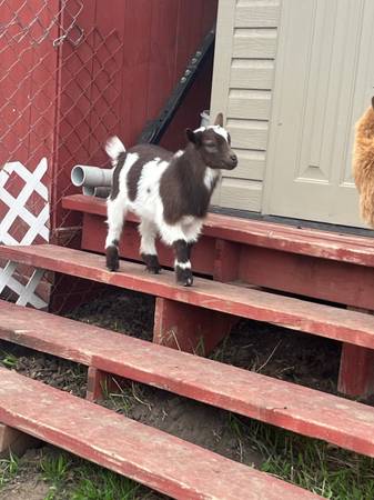 nigerian dwarf goats (Louisville)63670840864643121