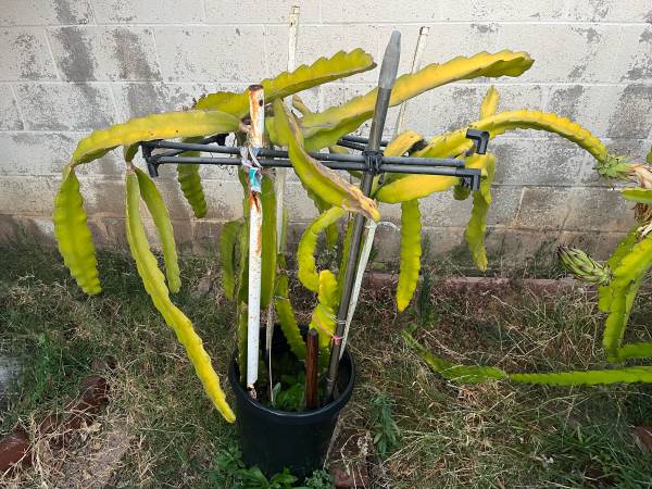 Red Dragon Fruit Tree 1