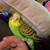 !!!PARAKEETS!!! 8 thumbnail