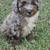 Toy Aussiedoodle 1 thumbnail