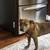 Found dog 2 thumbnail