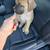 8 week old Male Boerboel 4 thumbnail