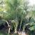 Baby Queen palms //// CHAMAEDOREA plumosa 6 thumbnail