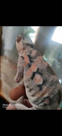 Chameleons 1