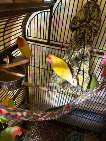 Pareja reproductora de aves del amor, por favor 3 bebés (West Babylon)63621692643203121