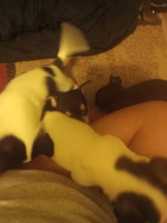 Rehoming chihuahua pups (Ellisville)63611950768897124