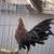 Gallo/gallos/gamefowl/gamefowls/stag/rooster/chicken/pollo/polla/hen/cock 2 thumbnail