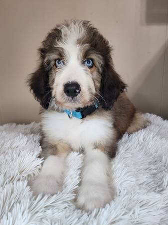 Bluey 1