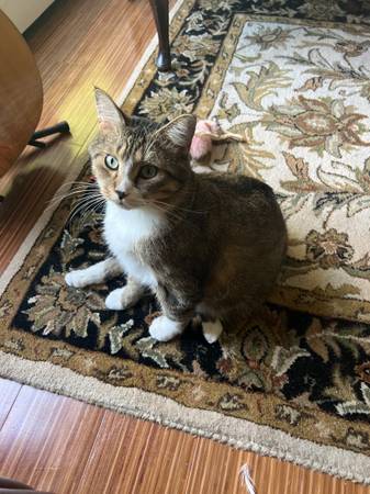 *LOST CAT* Brown tabby with white (East Isles)64203736222722124