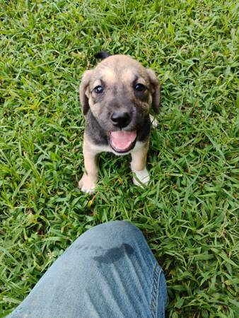 Puppies (Franklin KY)63897668483459120