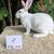 Standard Rex rabbits 1 thumbnail