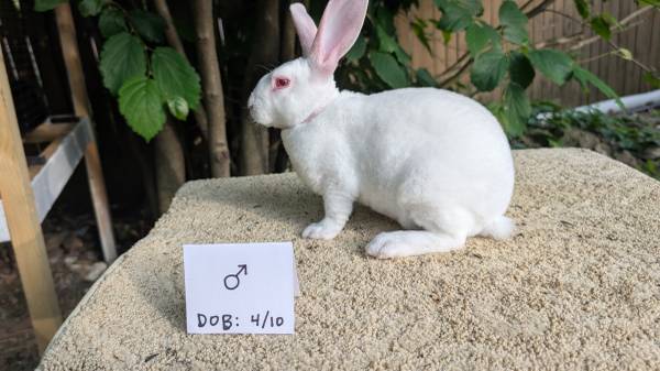 Standard Rex rabbits 1