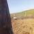 Excavating /Fire trails/ Vineyard ag Services/Dozer Work 18 thumbnail