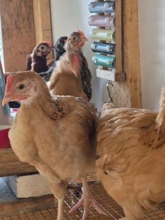 7 weeks pullets 1