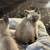 Siamese kittens 6 thumbnail