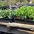 GORGEOUS WINTER VEGETABLE STARTS & FALL COLOR 11 thumbnail