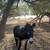 Donkey pair 5 thumbnail