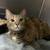Spayed, Declawed, Female cat (Schuylkill county area) 5 thumbnail