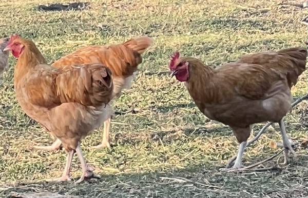 Buff Orpington Roos 1