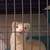 Ferret 1 thumbnail