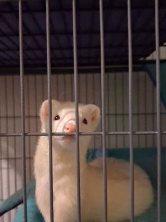 Ferret 1