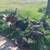 Heritage Turkeys 1 thumbnail