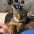 cats need homes asap 2 thumbnail
