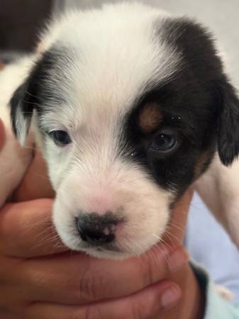 Rehome Aussie puppies (Sacramento)64176270028673123